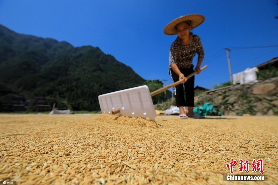 白露至 各地一片农忙景象